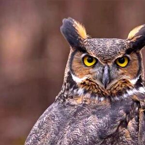 Meet your Posher, Evie